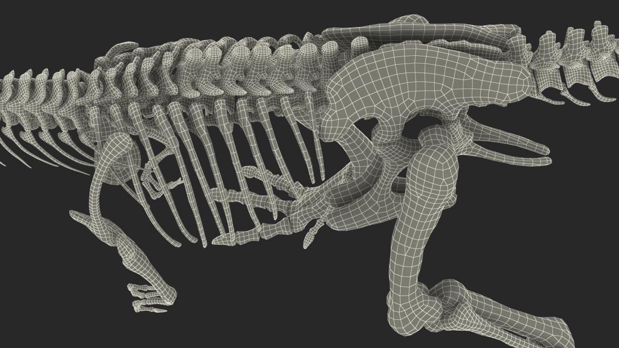 3D Tyrannosaurus Rex Skeleton Fossil Walking Pose