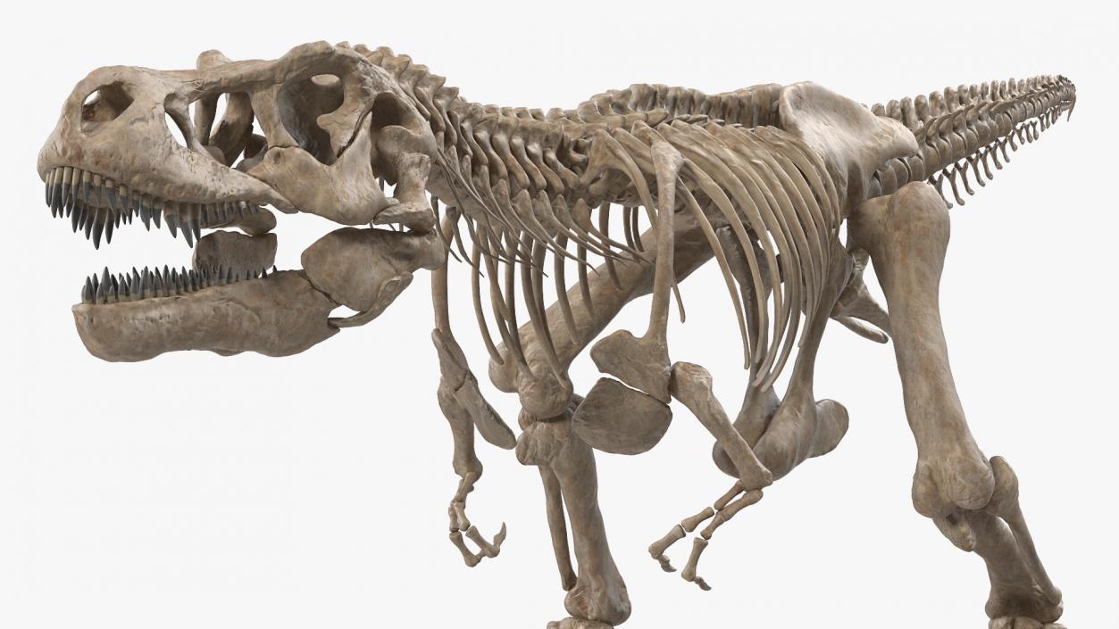 3D Tyrannosaurus Rex Skeleton Fossil Walking Pose