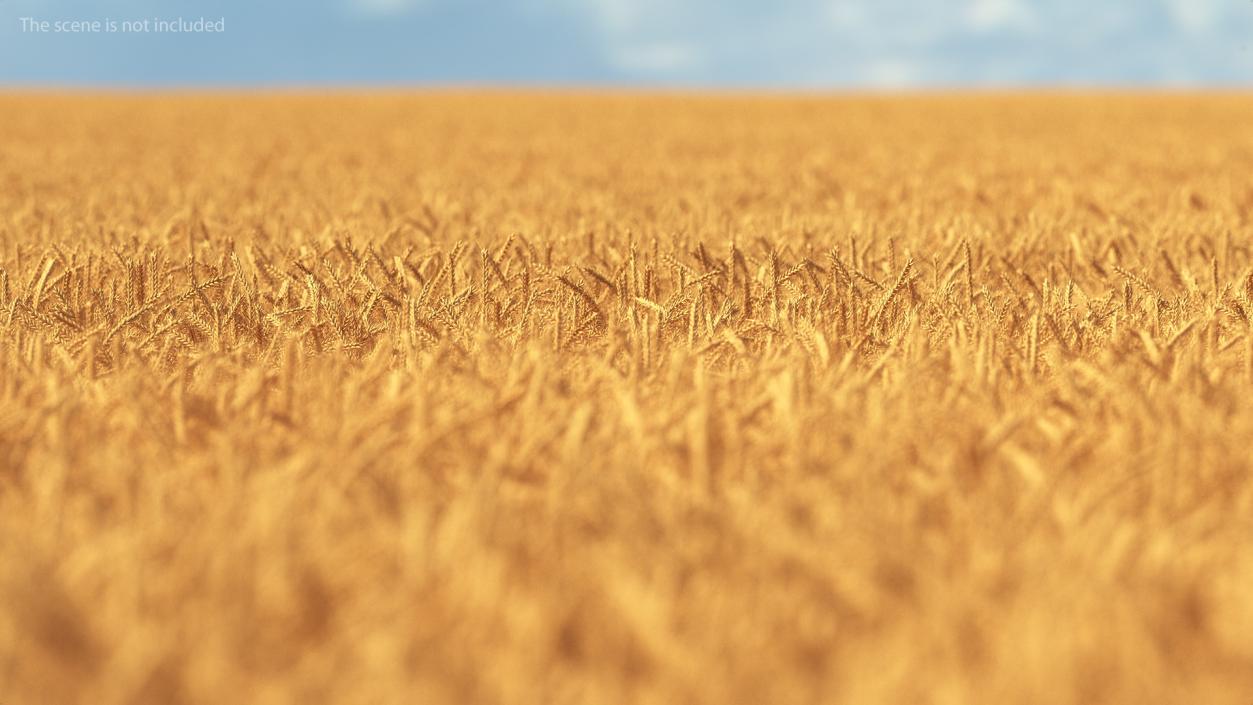 3D Wheat Collection 2 model