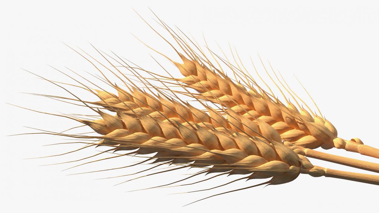 3D Wheat Collection 2 model