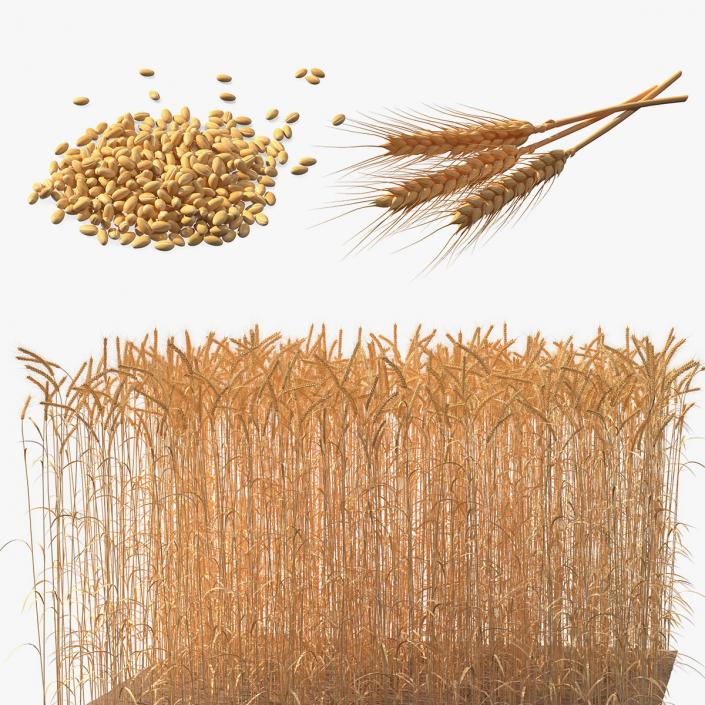 3D Wheat Collection 2 model