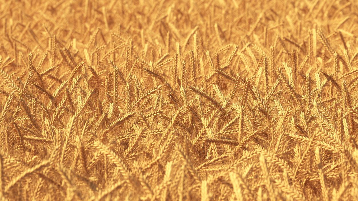 3D Wheat Collection 2 model