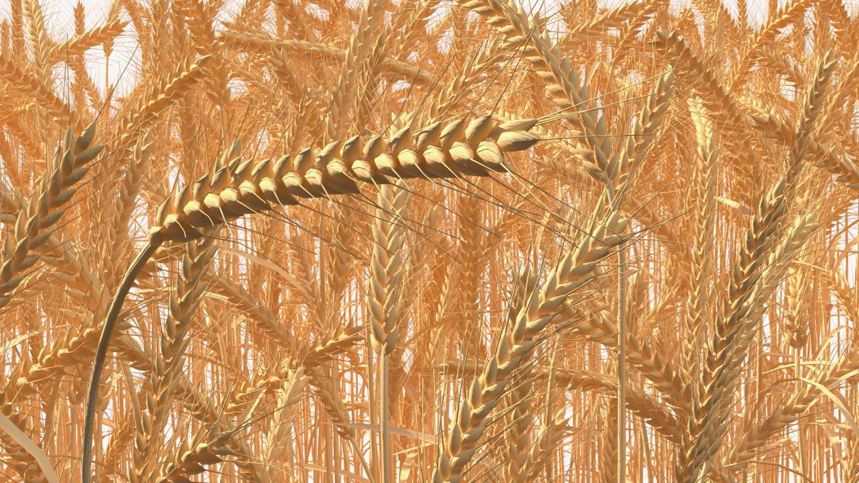 3D Wheat Collection 2 model