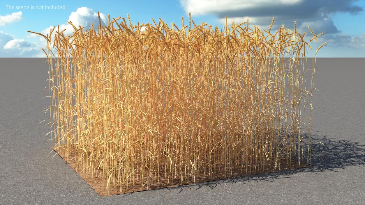 3D Wheat Collection 2 model