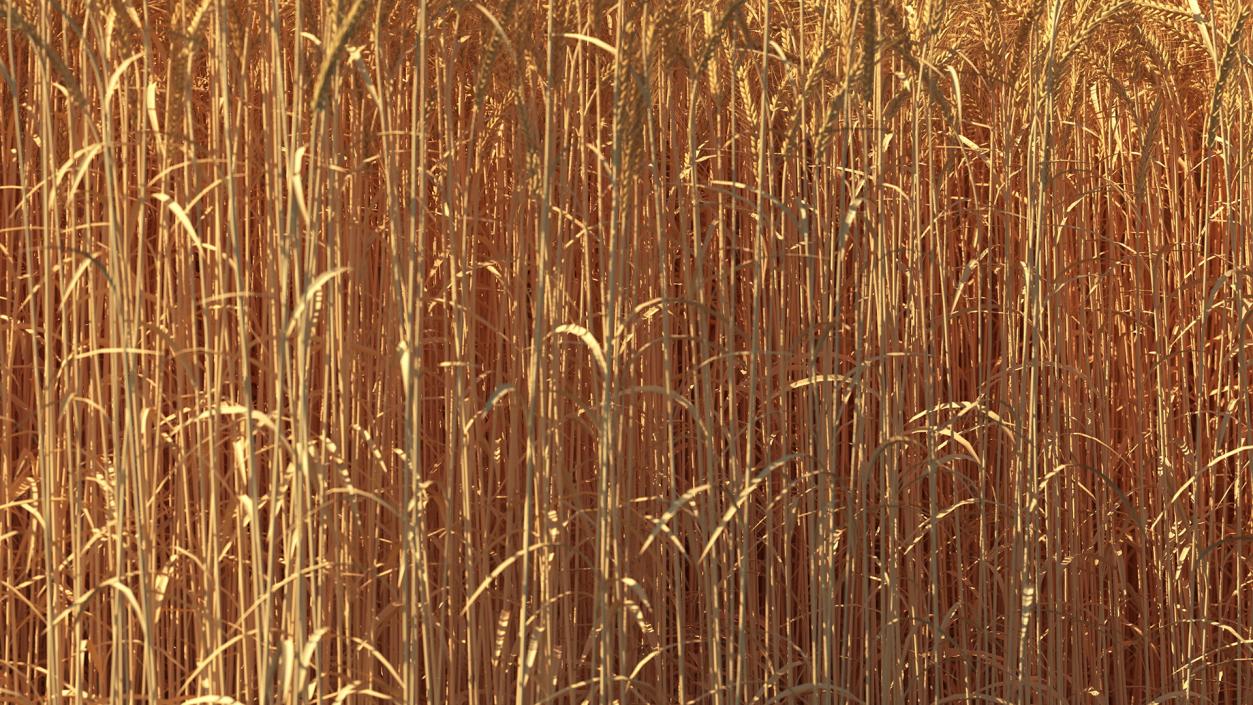 3D Wheat Collection 2 model