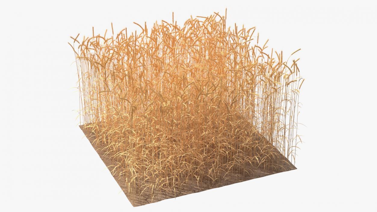 3D Wheat Collection 2 model