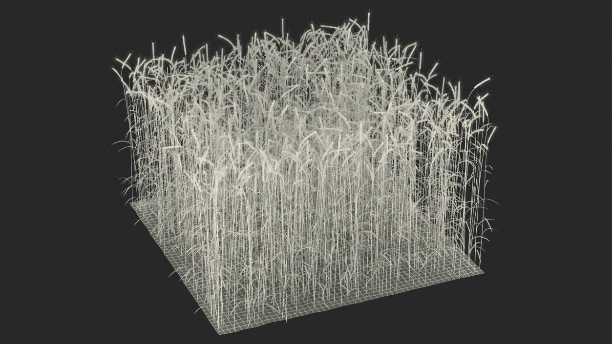 3D Wheat Collection 2 model