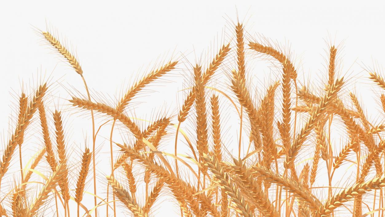 3D Wheat Collection 2 model