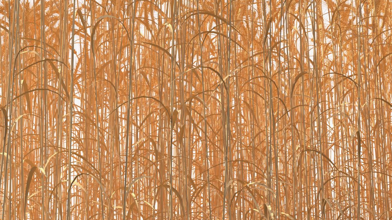 3D Wheat Collection 2 model