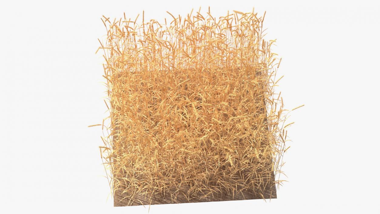 3D Wheat Collection 2 model