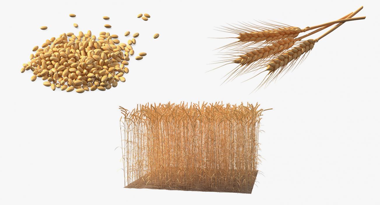 3D Wheat Collection 2 model