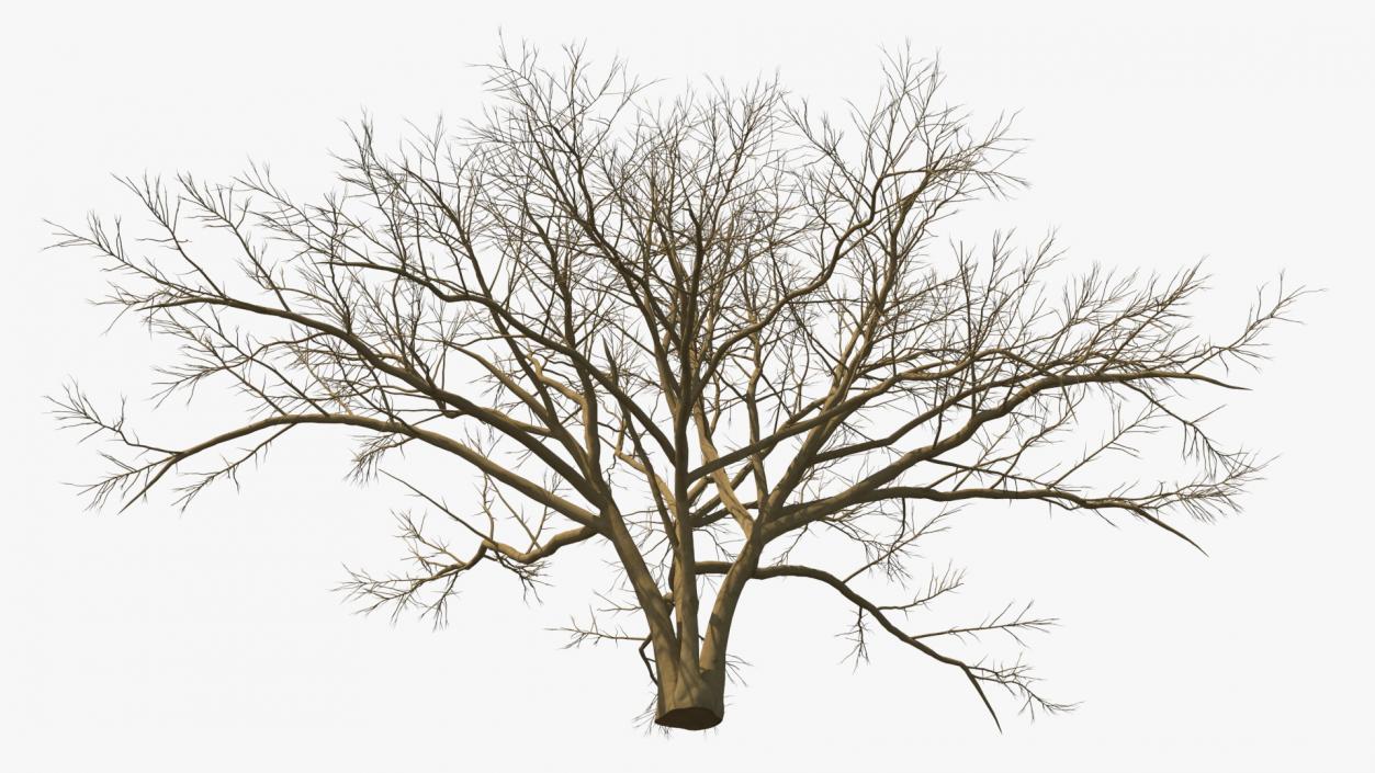 3D model Naked Tree