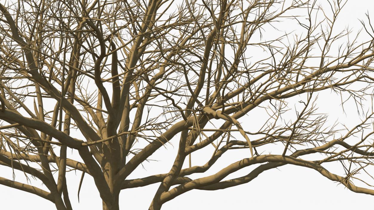 3D model Naked Tree