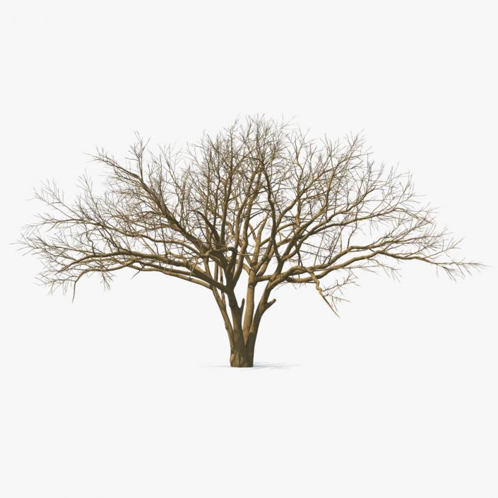 3D model Naked Tree