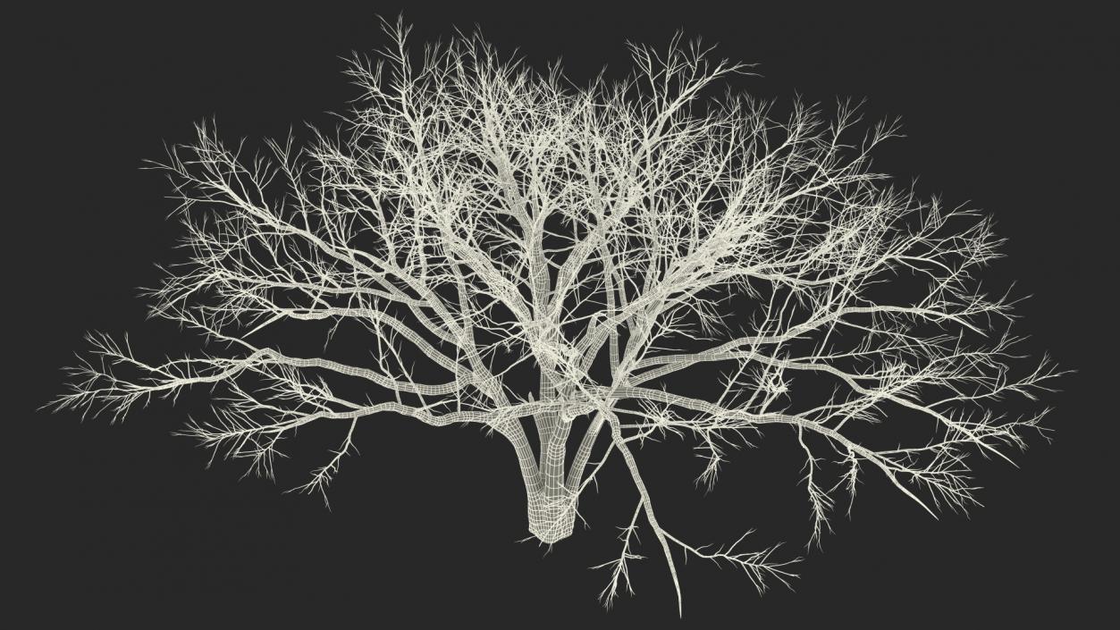 3D model Naked Tree