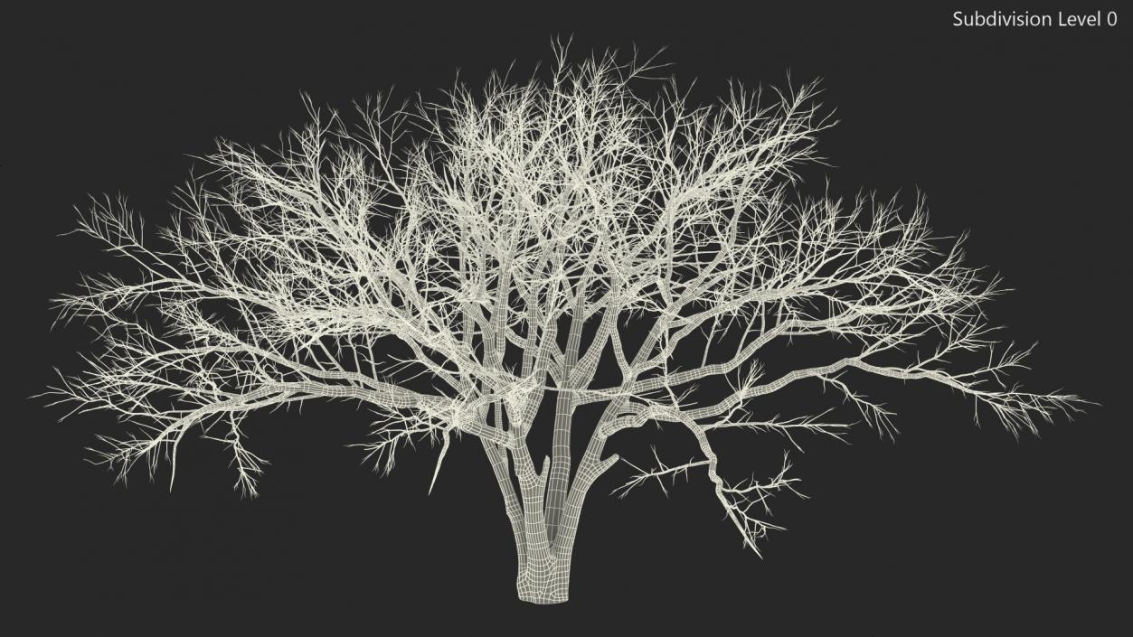 3D model Naked Tree