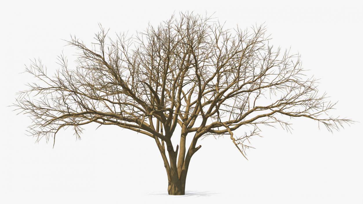 3D model Naked Tree