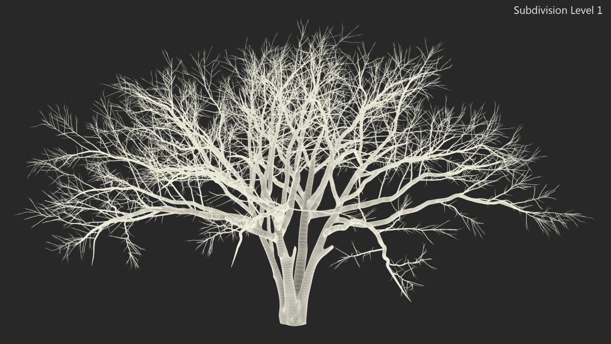 3D model Naked Tree