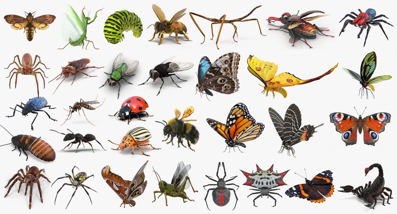 3D Insects Big Rigged Collection 4