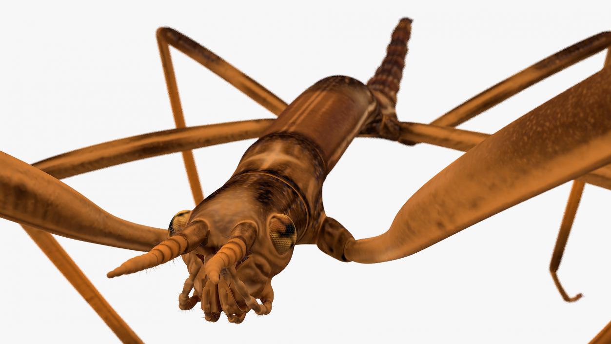 3D Insects Big Rigged Collection 4