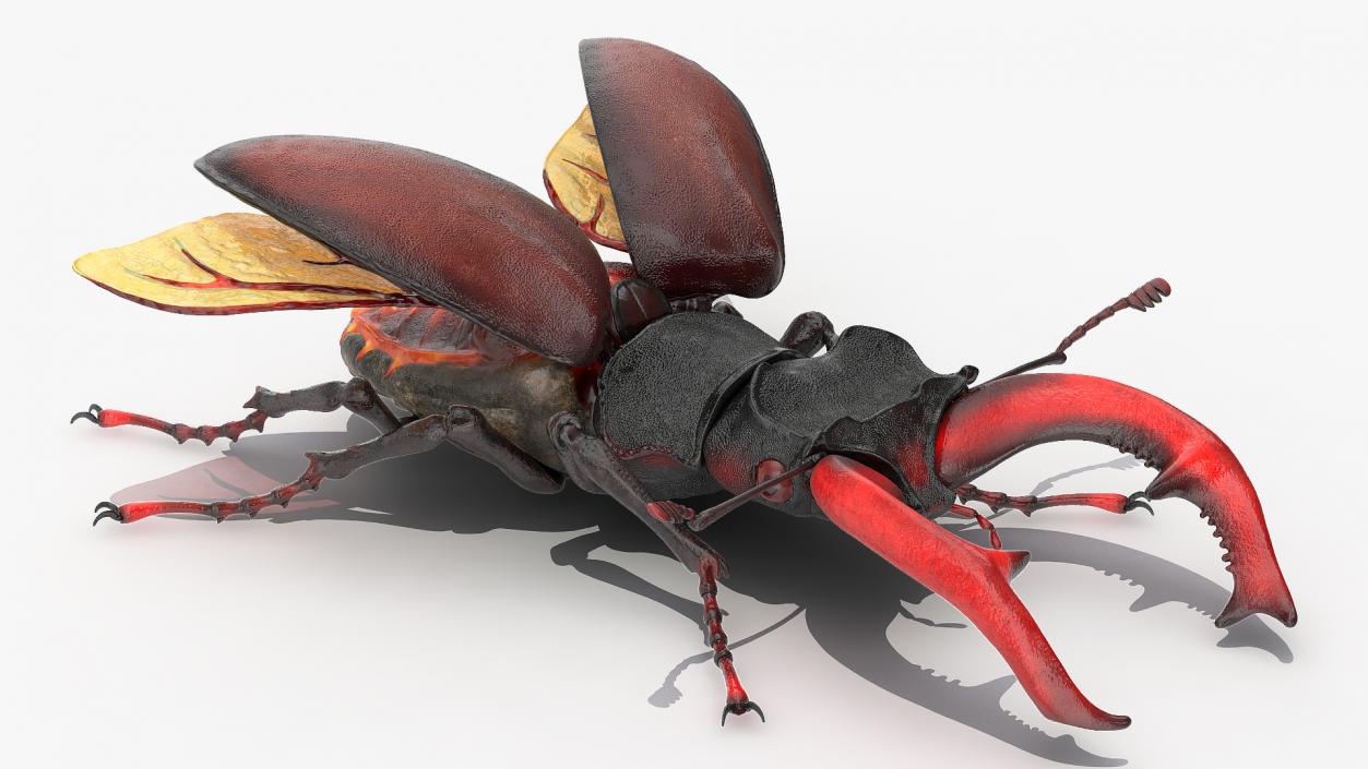 3D Insects Big Rigged Collection 4