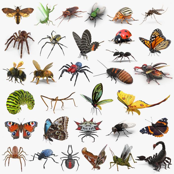 3D Insects Big Rigged Collection 4