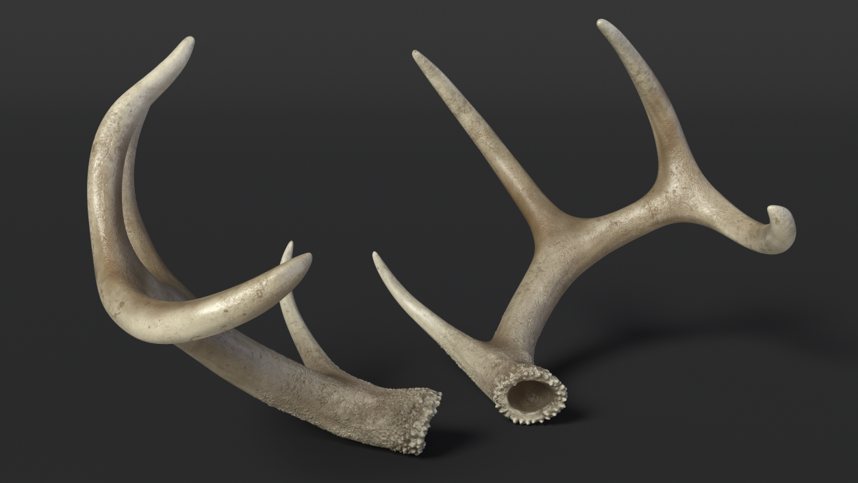 Antlers 3D model