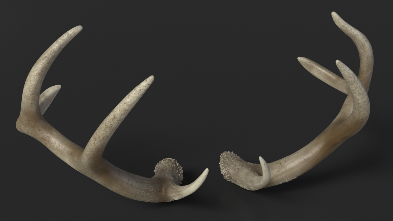 Antlers 3D model