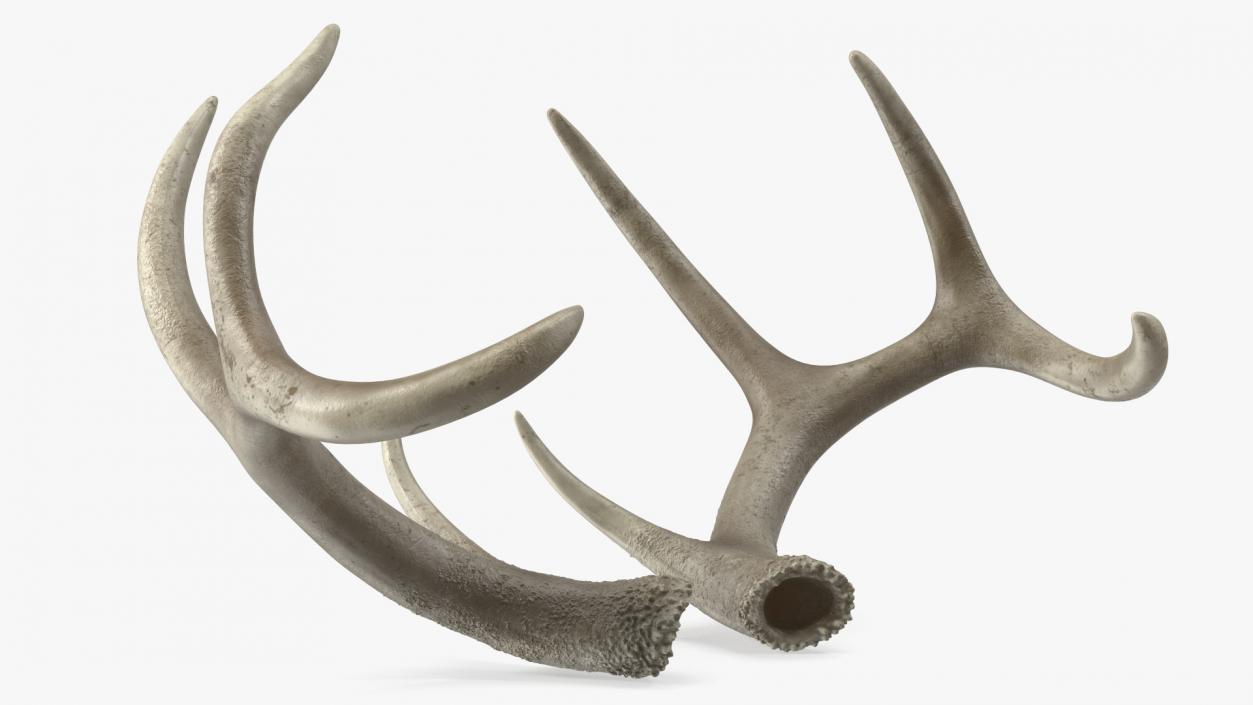 Antlers 3D model