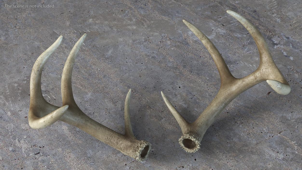 Antlers 3D model