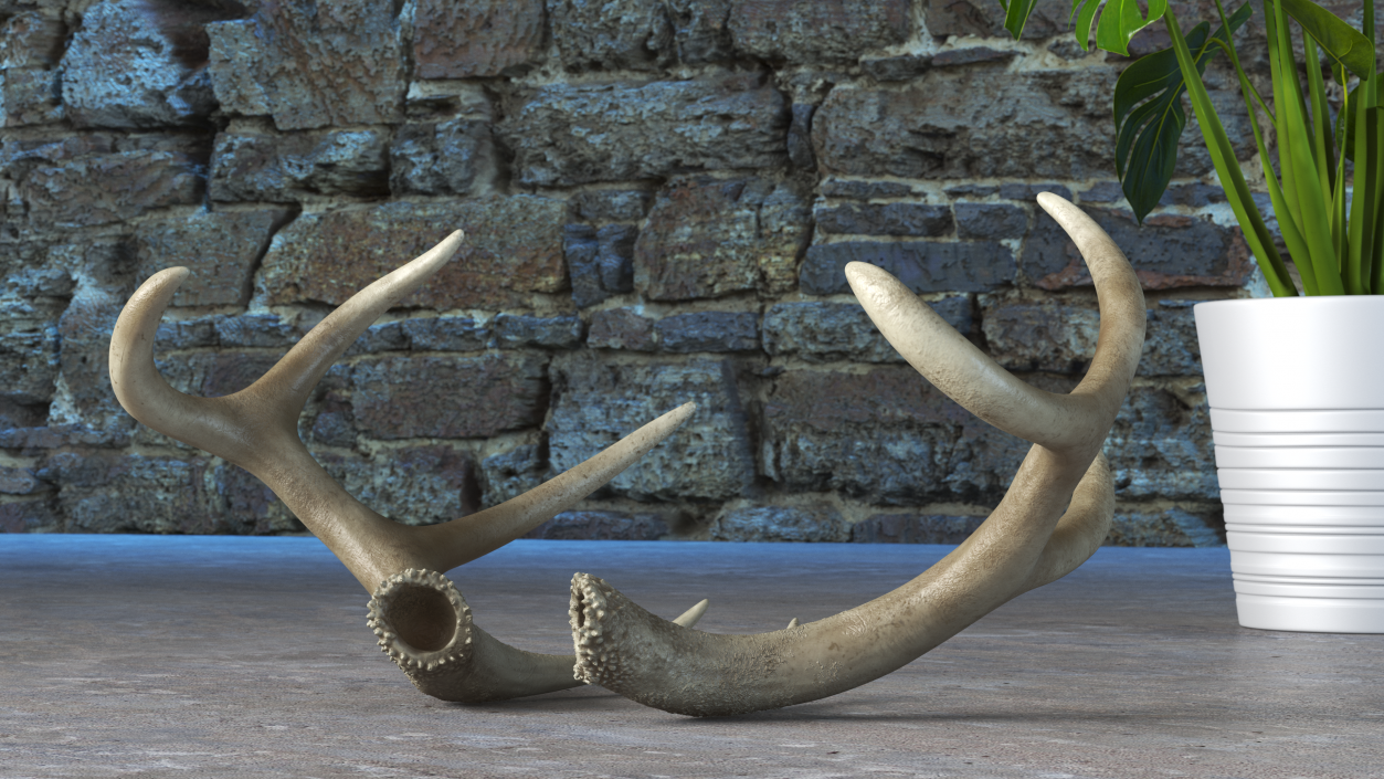 Antlers 3D model