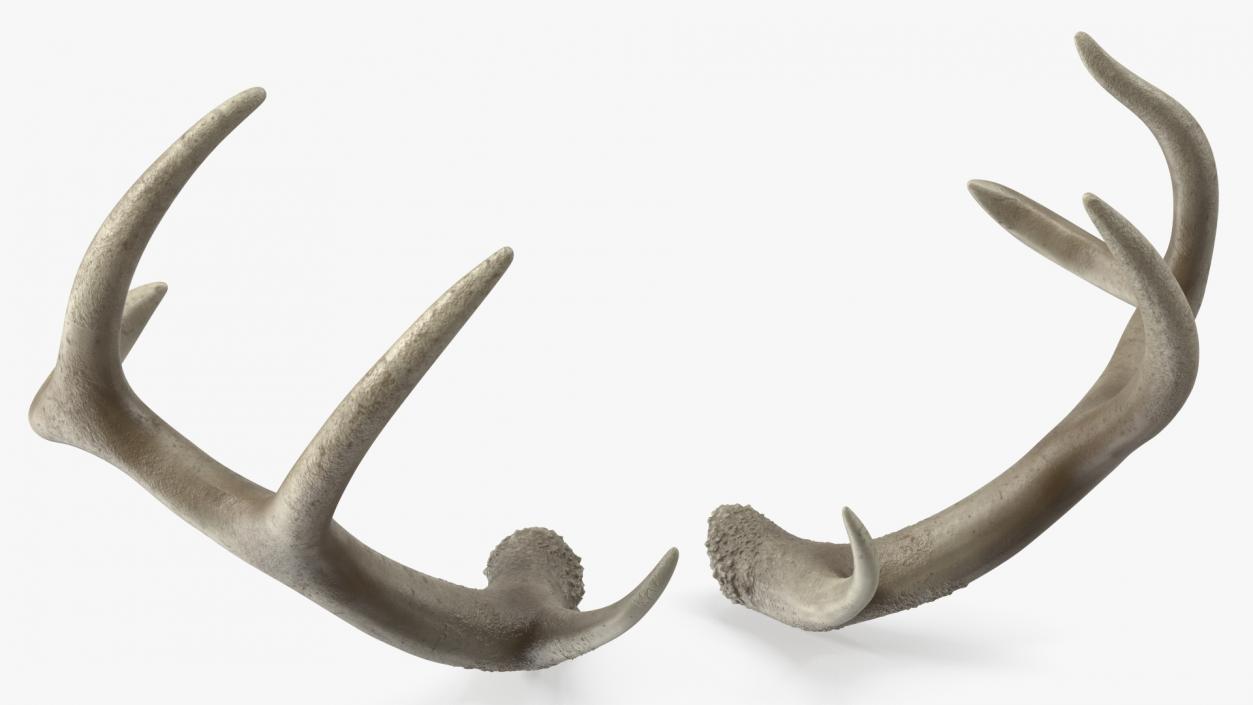 Antlers 3D model