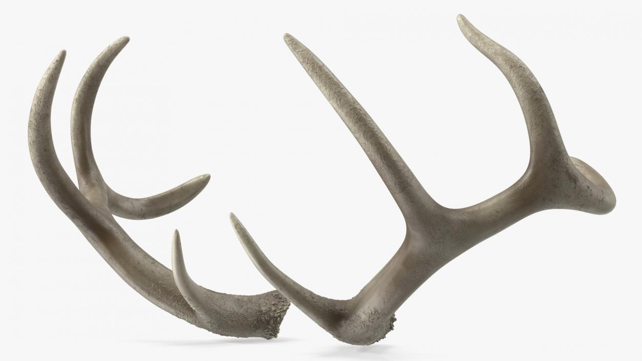 Antlers 3D model