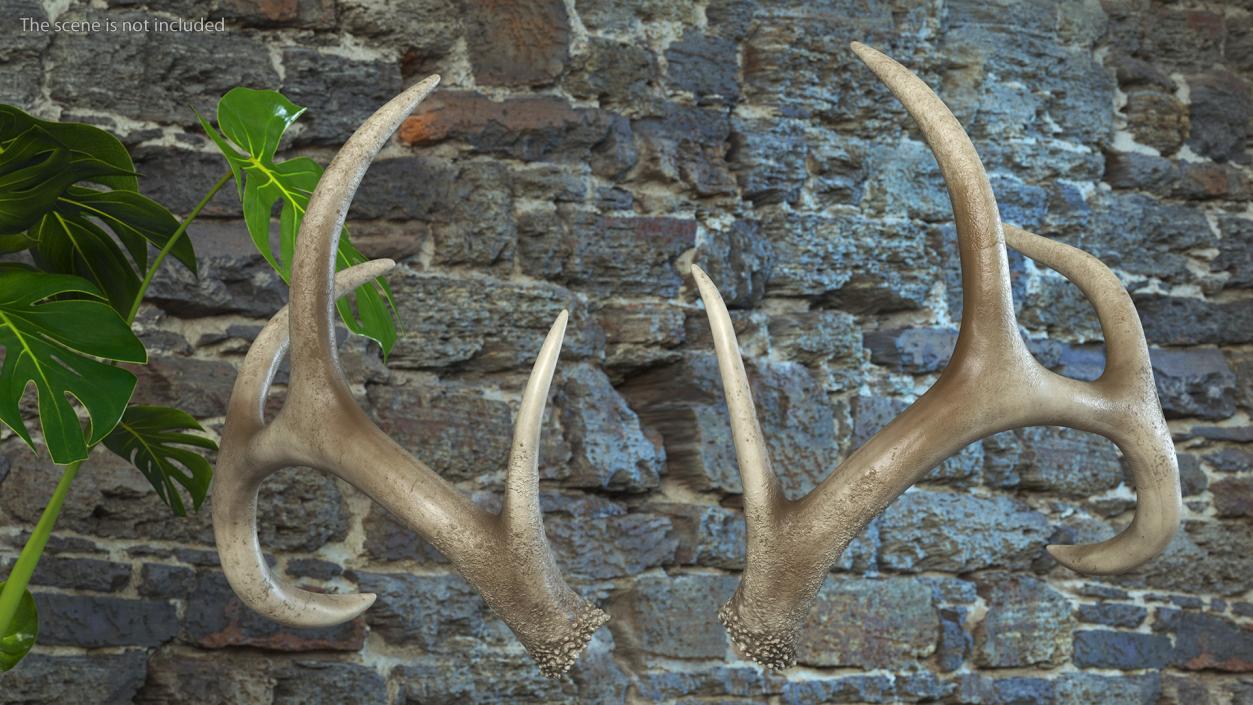 Antlers 3D model