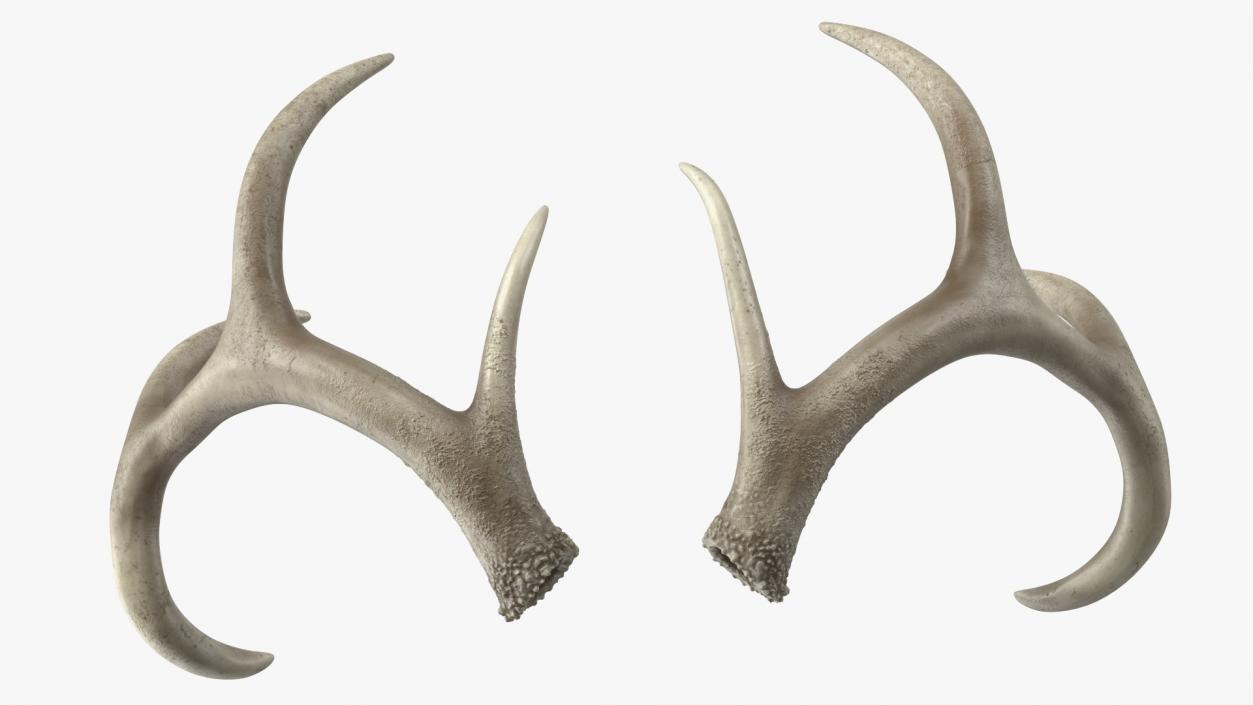 Antlers 3D model