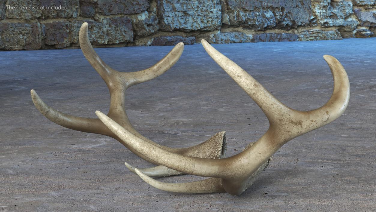 Antlers 3D model