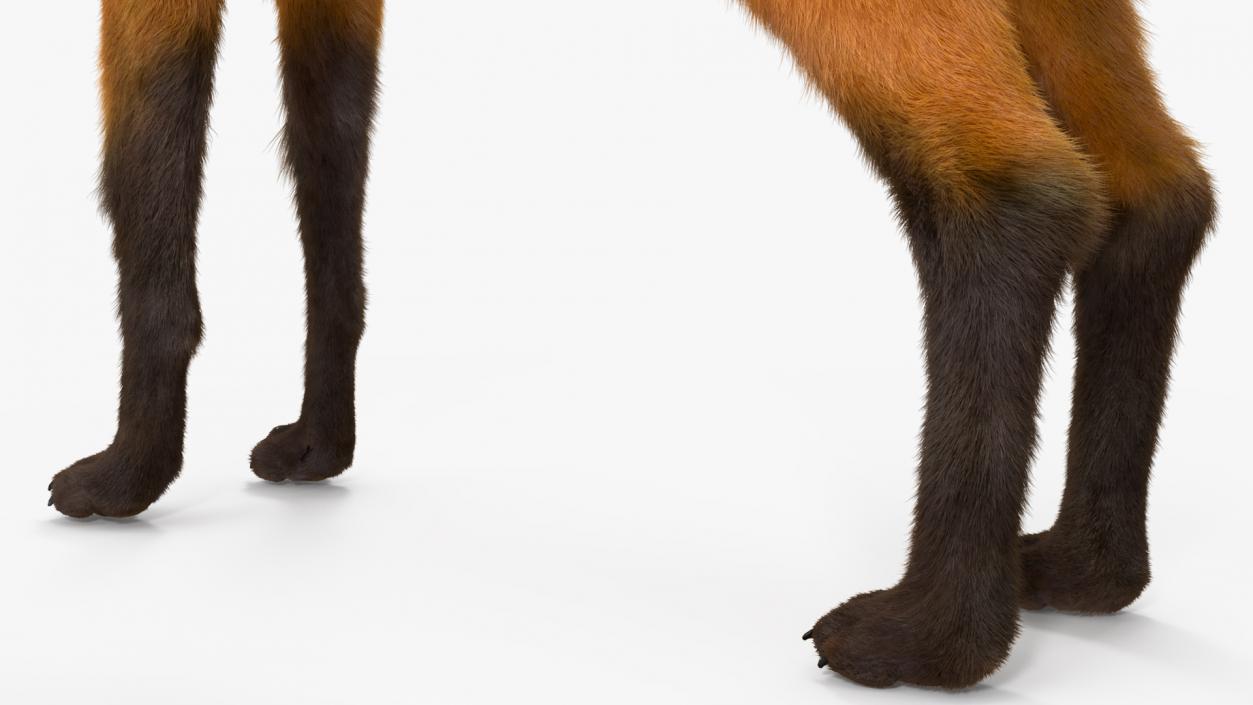 Maned Wolf Fur 3D model