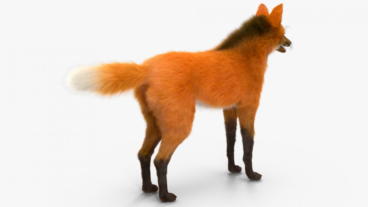 Maned Wolf Fur 3D model