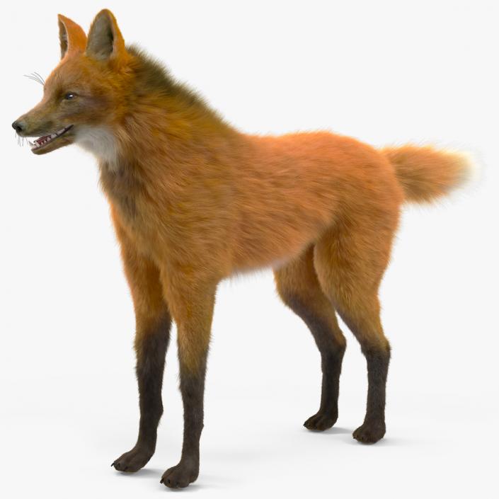 Maned Wolf Fur 3D model