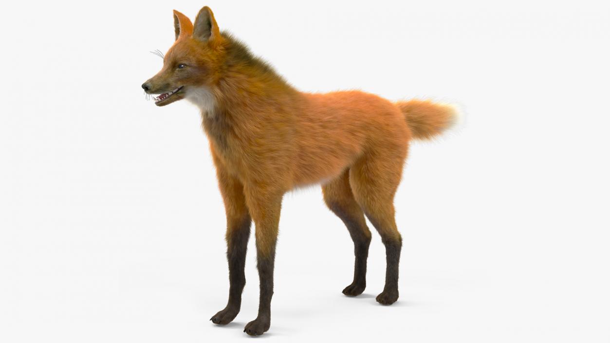 Maned Wolf Fur 3D model