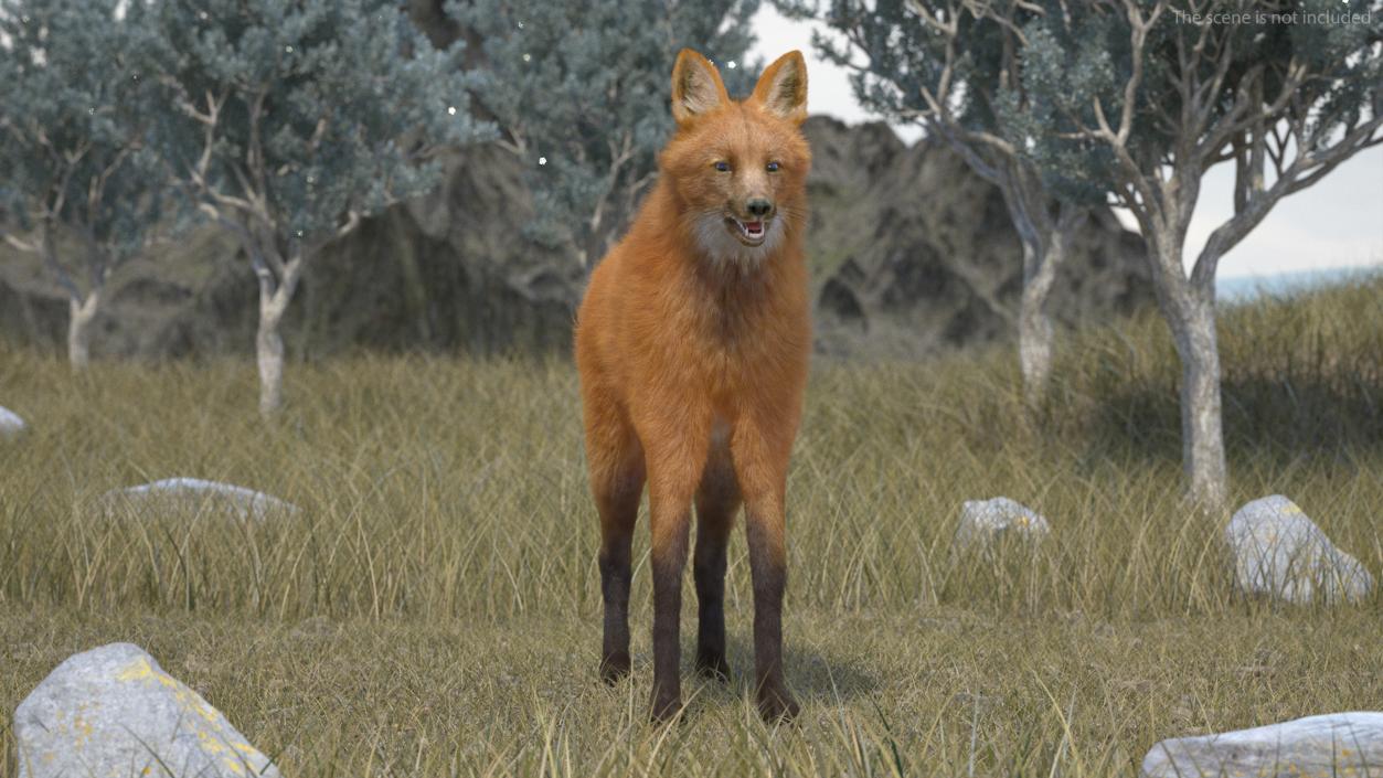 Maned Wolf Fur 3D model