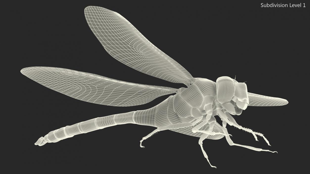 3D Dragonfly Fur model