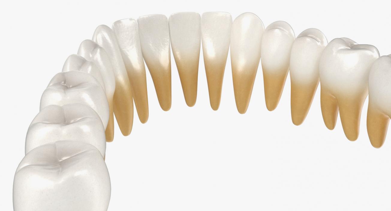 Teeths Medical 3D model