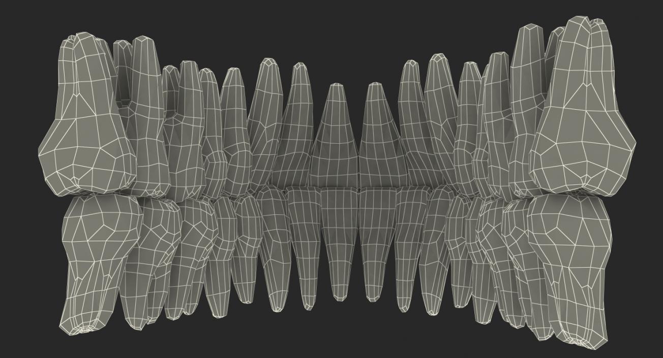 Teeths Medical 3D model