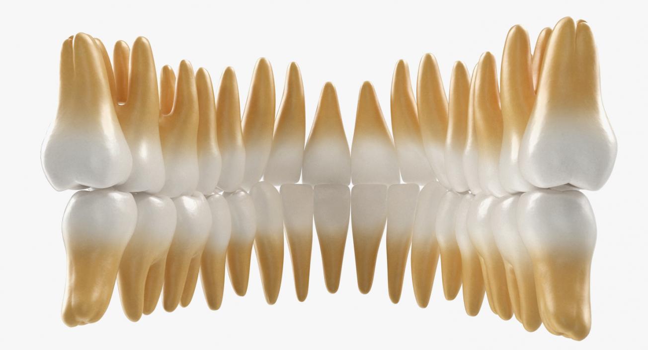 Teeths Medical 3D model