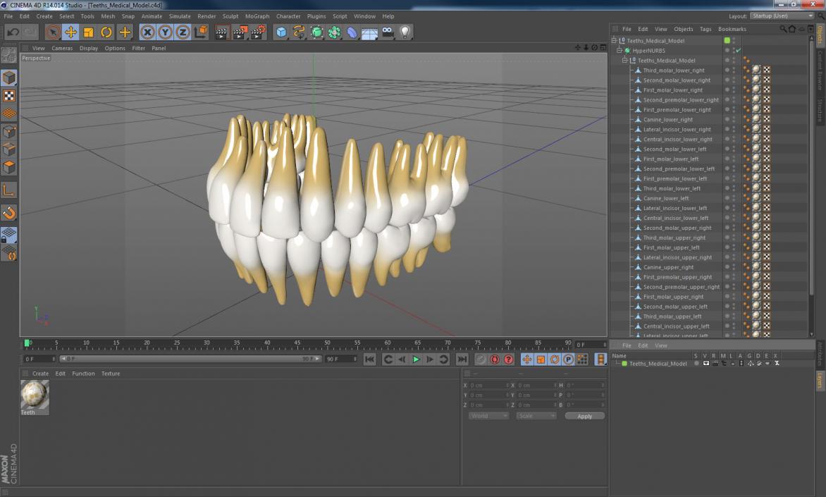 Teeths Medical 3D model