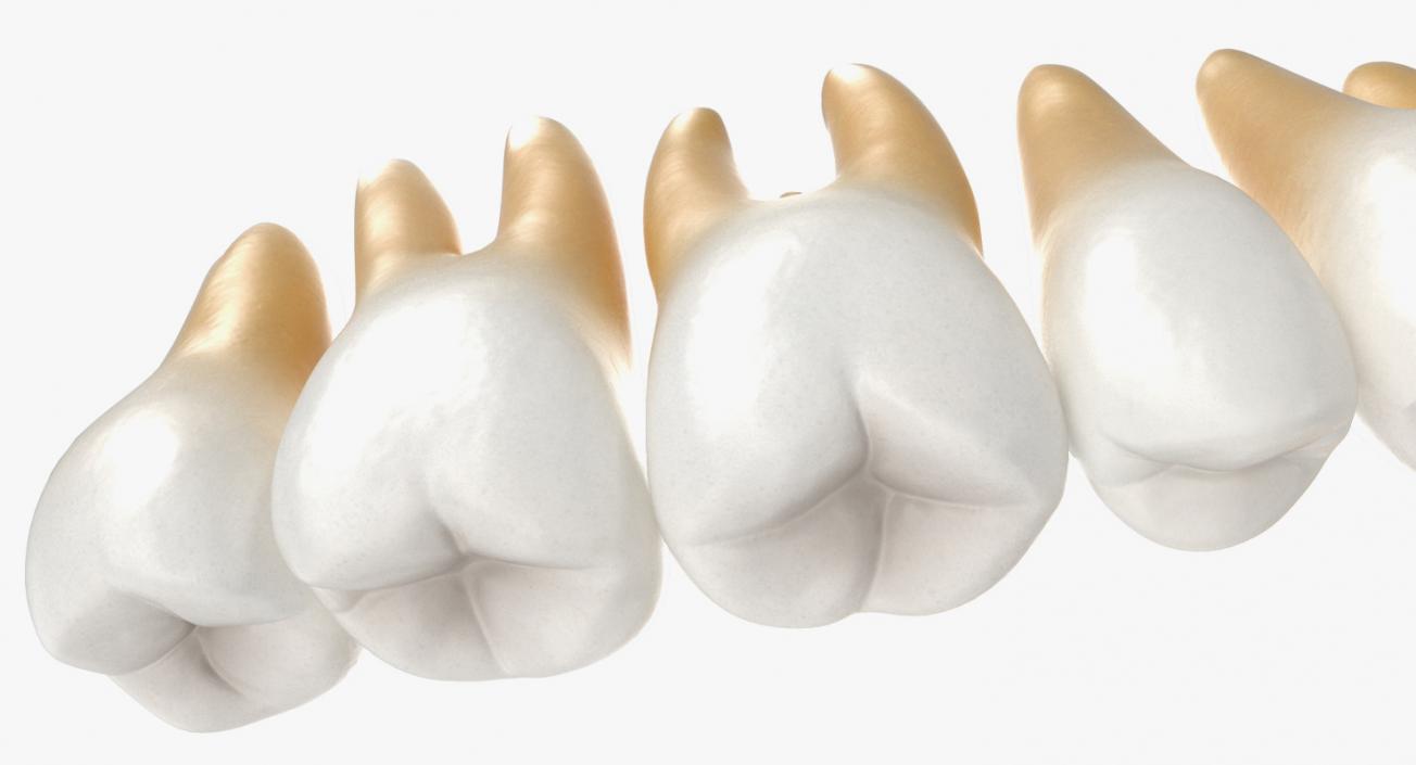 Teeths Medical 3D model