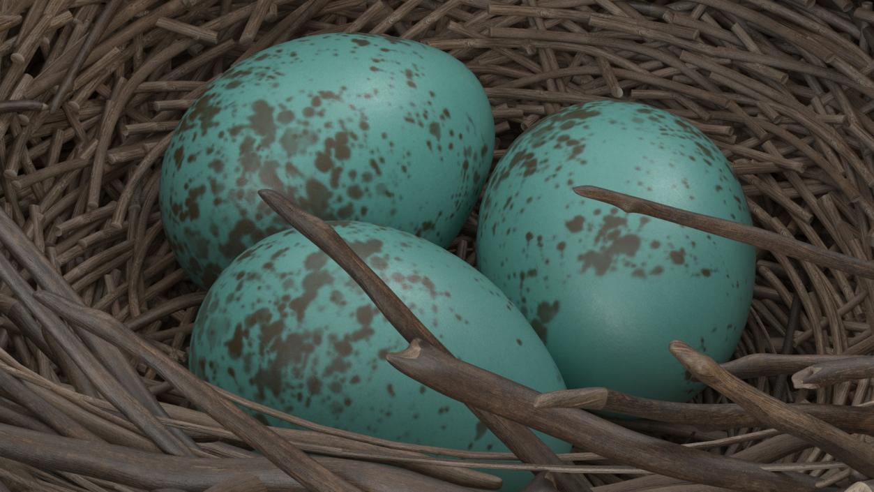 Bird Nest with Eggs 3D model