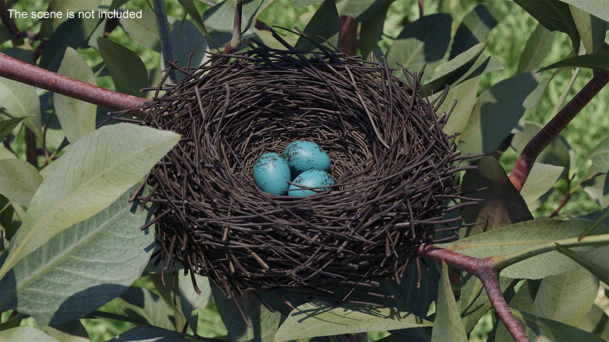 Bird Nest with Eggs 3D model