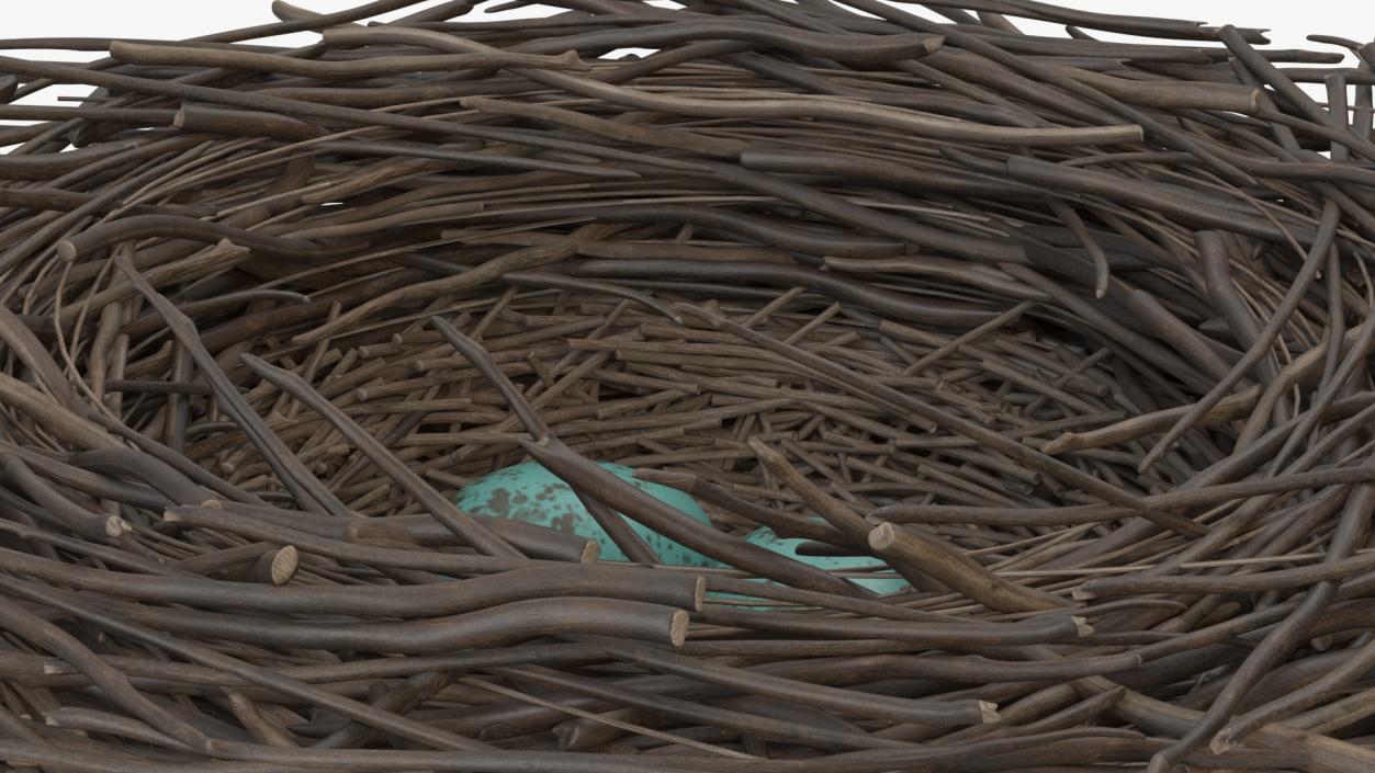 Bird Nest with Eggs 3D model